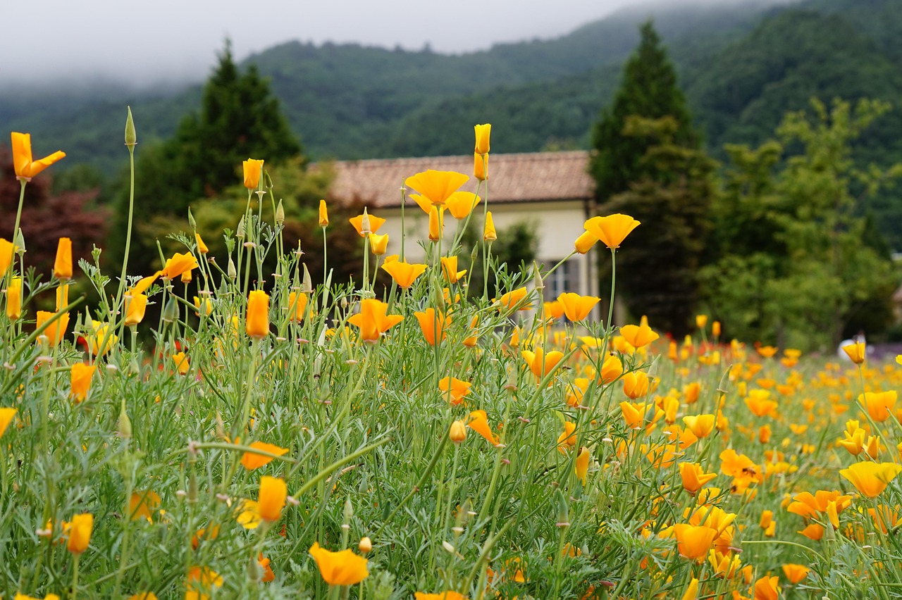 蚁族崛起:花朵平台游戏推广代理